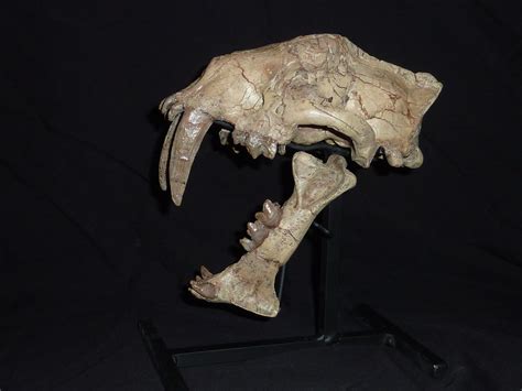 Hoplophoneus Mentalis Left Side - Members Gallery - The Fossil Forum