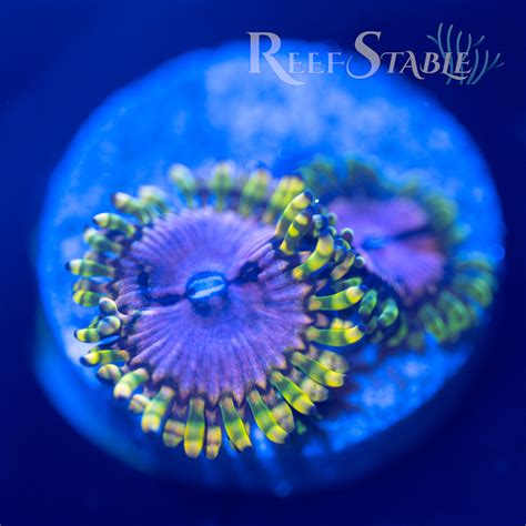 WWC Purple Monster Zoa (2+ Polyps) | Reef Stable