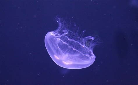 Moon Jellyfish - Ocean Animals