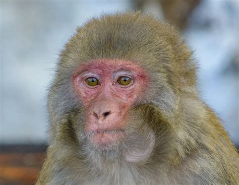 Red Faced Monkey - Indian Himalayas : r/wildlifephotography