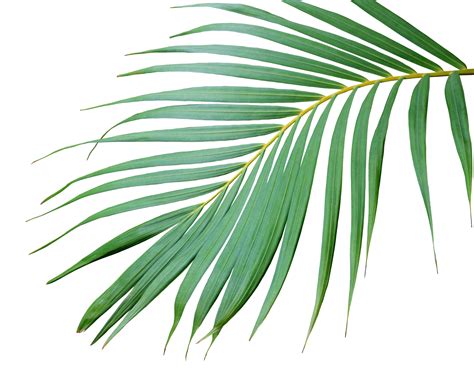 Palm Trees Png Free Images With Transparent Background - (4