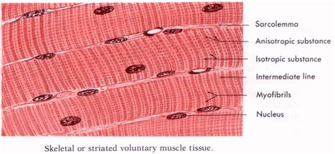 [DIAGRAM] Structure Of Skeletal Muscle Diagram To Label - MYDIAGRAM.ONLINE