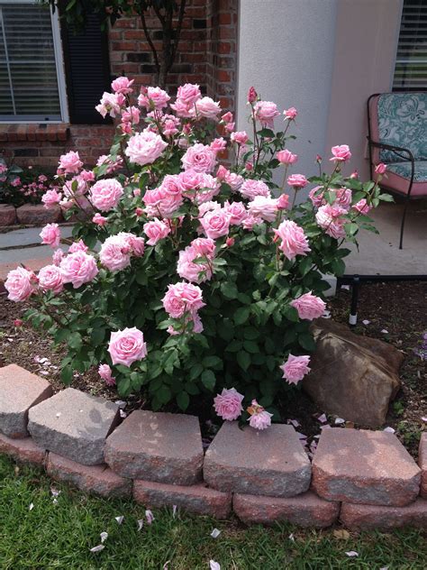 Buy Rose Shrubs Plants, Georgia - Pixies Gardens