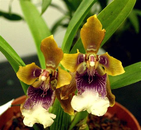 Odontoglossum especie | Flores exóticas, Orquídeas raras, Orquideas exoticas