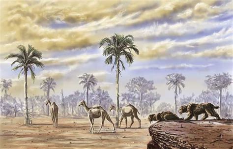 Camelops (7 ft) smilodon (saber tooth tiger) more of the pleistocene megafauna I'm so fond of ...