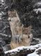Gray wolves just won another battle to stay on the endangered species list - The Washington Post