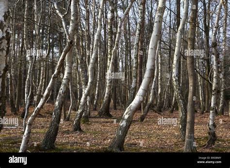 Silver Birch Forest, in the new forest Stock Photo - Alamy