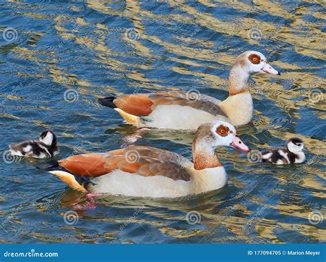 Cute Newborn Chicks of Egyptian Geese Swimming Stock Image - Image of bird, babies: 177094705