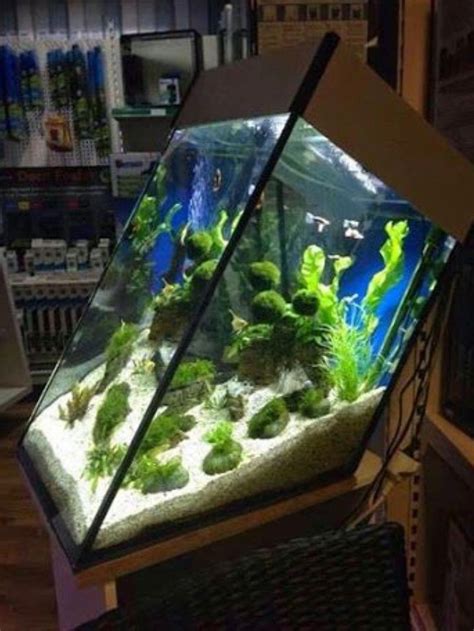 Very interesting aquarium | Aquarium fish tank, Aquarium, Aquascape