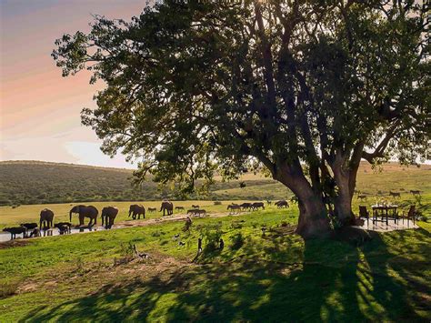 Gorah Elephant Camp - Addo Elephant Accommodation