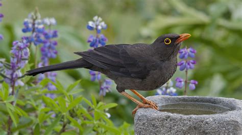 Animal Common Blackbird HD Wallpaper | Background Image