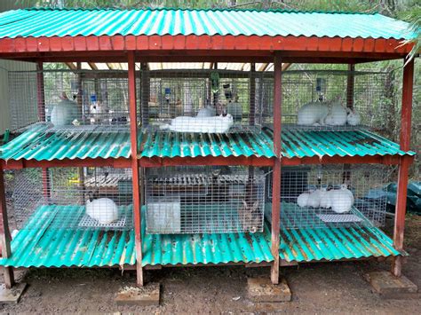 101_0356.JPG (1600×1200) | Rabbit cages, Meat rabbits, Rabbit cages outdoor