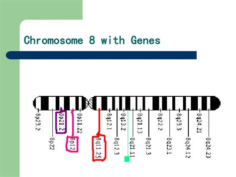 PPT - Chromosome 8 PowerPoint Presentation, free download - ID:6022808