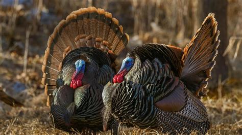 Bing HD Wallpaper Nov 28, 2019: Wild turkeys in repose - Bing Wallpaper ...