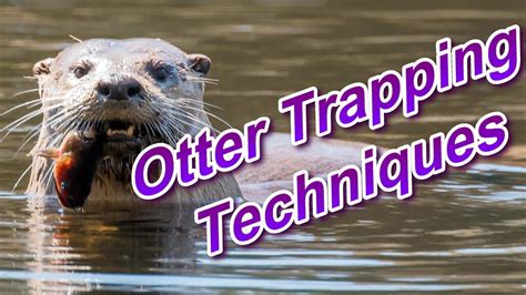 Otter Trapping Techniques Focus on Trapping - YouTube