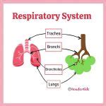 Respiratory System [Parts and Functions for Kids] – HowForKids