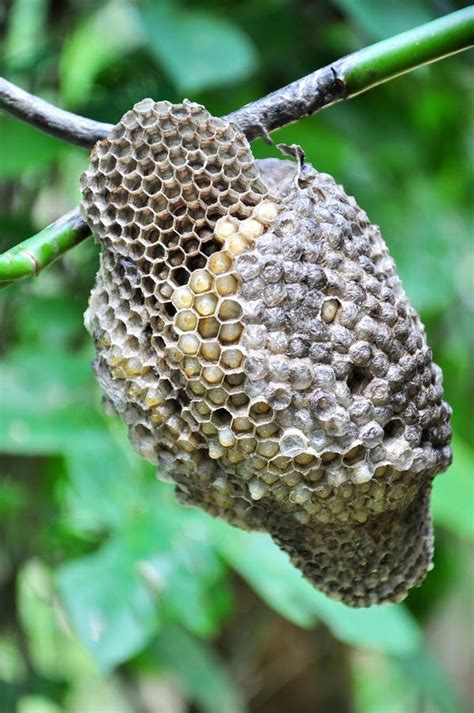 Hornet is nest stock image. Image of wasp, danger, colony - 27141679