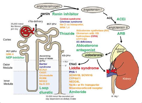 Figure. Schematic representation of sodium handling by the kidney ...