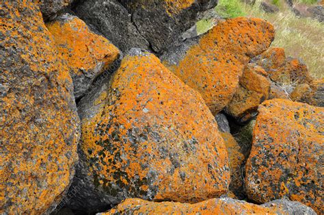 Crustose Lichens - Stock Image - F031/4444 - Science Photo Library