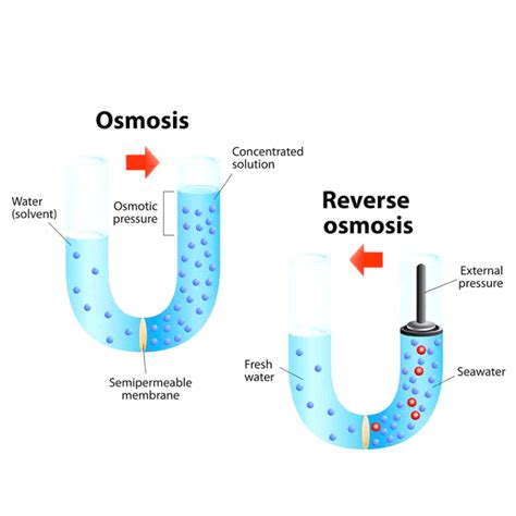 Osmosis and Reverse Osmosis - ClearIAS