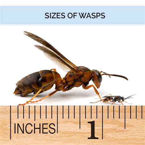 Wasp, Hornet, And Yellow Jacket Identification Guide