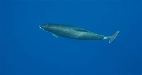 Spectacled Porpoise – "OCEAN TREASURES" Memorial Library