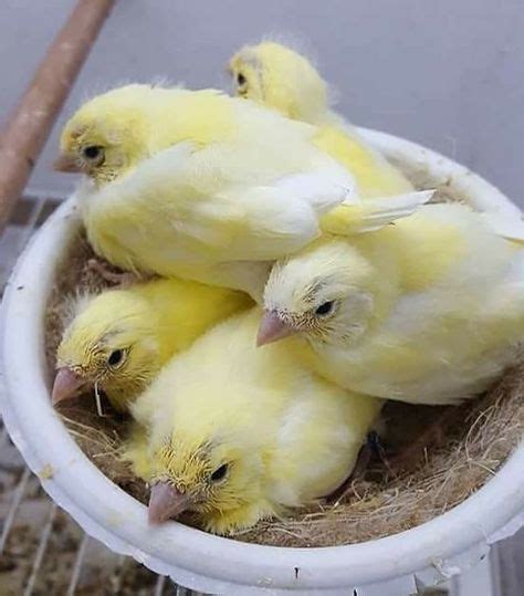 15 Best Canarie baby chicks images | Baby chicks, Canary birds, Birds