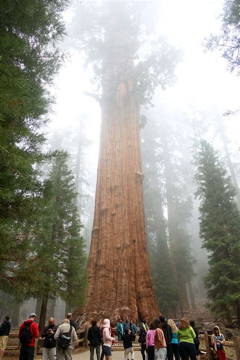 The Largest Tree in the World, Sequoia National Park - The Wherever Writer