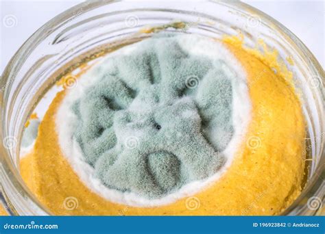 Mold in food stock photo. Image of unhygienic, microorganism - 196923842