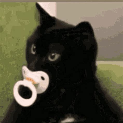 Baby Cat GIF - Baby Cat Cute - Discover & Share GIFs