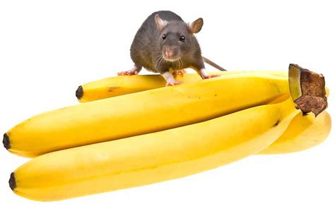 Can Rats Eat Bananas And How To Feed Them Fruity Treats Safely