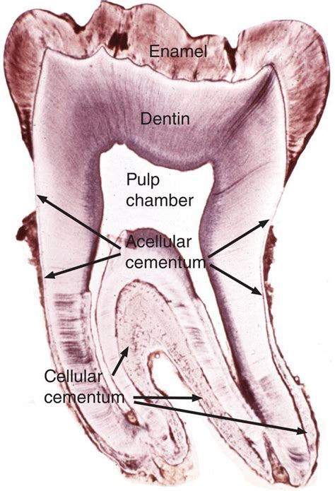 Cementum Histology