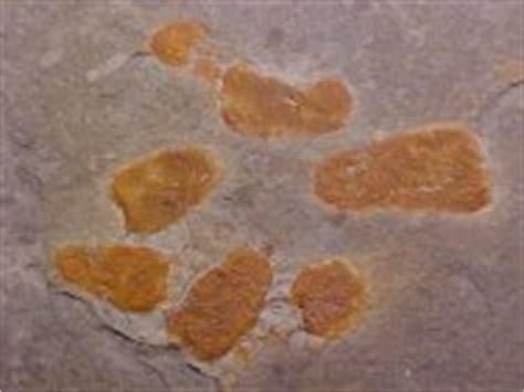 Porifera Fossils Sponge