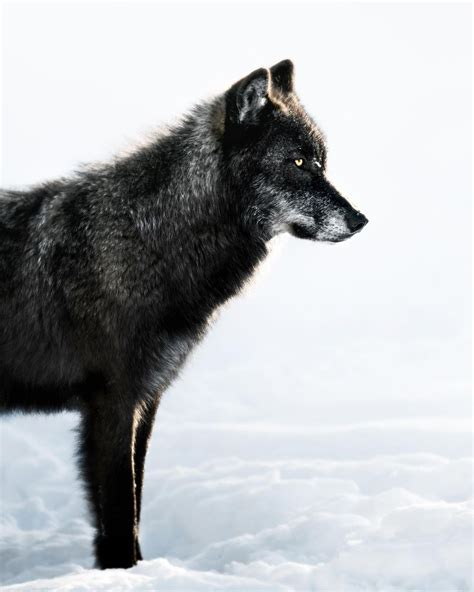 Beauty in all things... - Yellowstone wolves jeff.n.brenner