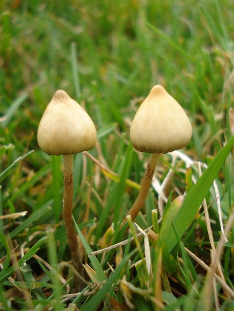 Shroomery - Psilocybe semilanceata