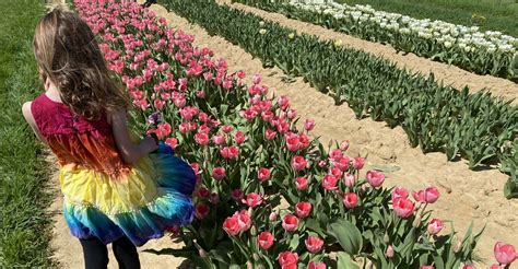 Holland Ridge Farms: 8 Million Tulips Blooming In NJ