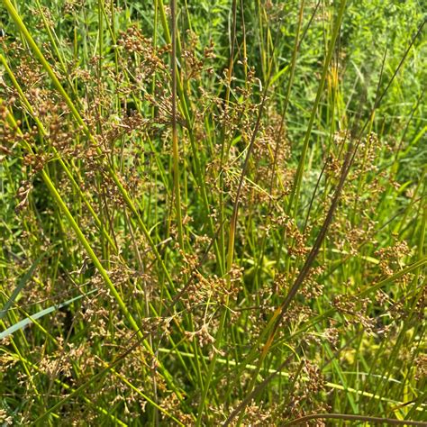 Juncus effusus (Common Rush) - Cavano's Perennials