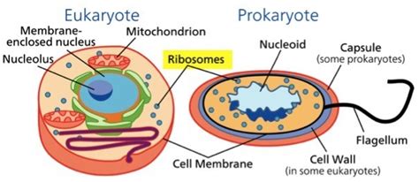 Ribosome — Structure & Function - Expii