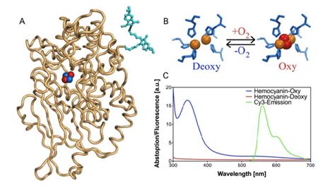 (A) Representation of Cy3-labeled hemocyanin. The Cy3 dye (cyan) is... | Download Scientific Diagram