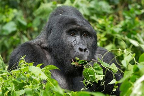 Best Time to Go for Gorilla Trekking in Uganda