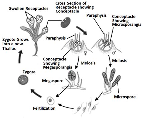 In the given longitudinal section of archegonium of moss identify A, B ...