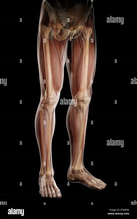 Illustration of the musculature and skeletal structure of the legs, visible through skin Stock ...