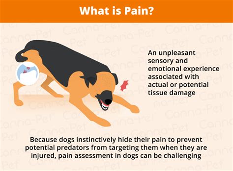 How Can You Tell If A Dog Is In Pain