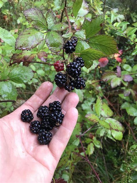 Blackberries in Australia- How to identify and where to forage the seasonal abundance — Wild ...