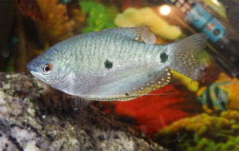 Reptiles Amphibians & Fish: THREE SPOT GOURAMI - TRICHOGASTER TRICOPTERUS