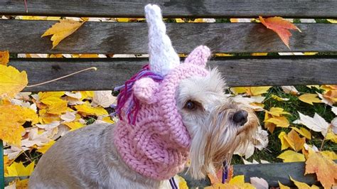 Unicorn Dog Costumes | The Top Unicorn Halloween Dog Costumes