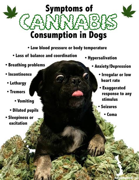 How to tell and what to do if your dog eats weed? - Talent Hounds