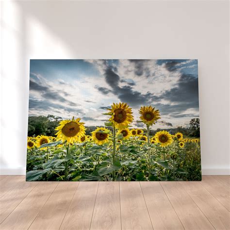 Sunflowers Canvas Set – Legendary Wall Art