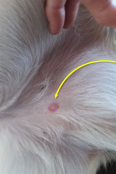 Could anyone help me identify what this spot is on my dog’s belly? : r ...