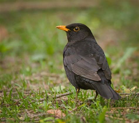 Blackbird | Common blackbird (Turdus merula) male standing o… | Flickr